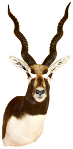 Taxidermia