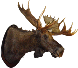 Taxidermia